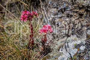 Mountain Houseleek, (Sempervivum montanum) in flower, close-up