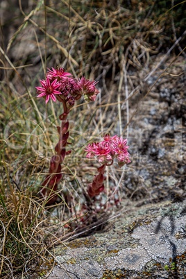 Mountain Houseleek, (Sempervivum montanum) in flower, close-up