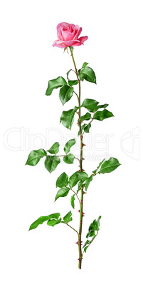 Pink rose flower on stem