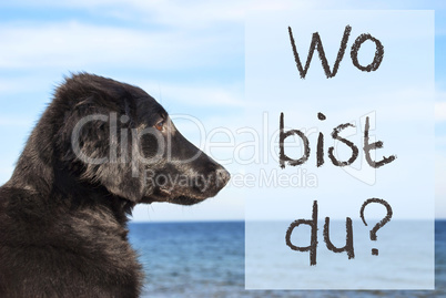 Dog At Ocean, Wo Bist Du Means Where Are You