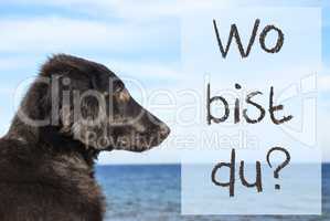 Dog At Ocean, Wo Bist Du Means Where Are You