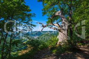 old oak tree with view