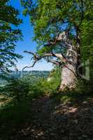 old oak tree at Bad Urach