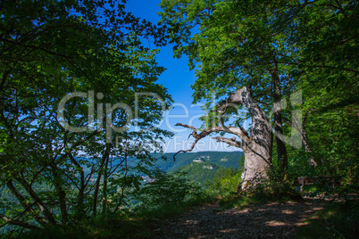 old oak tree at Bad Urach