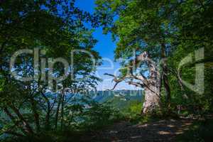 old oak tree at Bad Urach