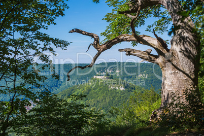 old castle and oak tree