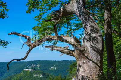 old oak tree at Bad Urach