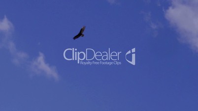A lone male bald eagle soars above in a bright blue cloudy sky