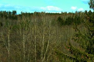 trees, top, sky, forest, landscape, spring, autumn