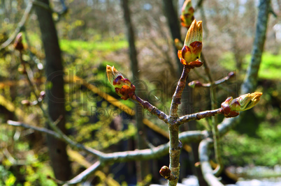 buds swell, chestnut, tree, spring, development, blooms early, leaves