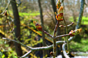 buds swell, chestnut, tree, spring, development, blooms early, leaves