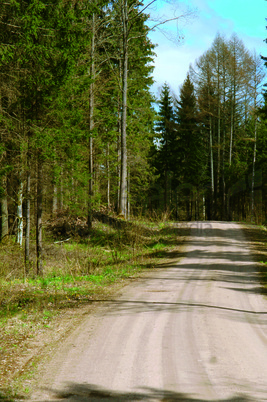 path in the woods, forest path, dirt, trees, path, forest, conifer, day, journey