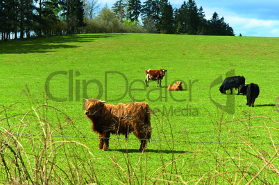 cow, ox, bull, pasture, breeding, cattle, field, herd of cows, breed, wool, horns, bangs