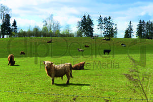 cow, ox, bull, pasture, breeding, cattle, field, herd of cows, breed, wool, horns, bangs