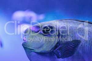 Bignose unicornfish known as Naso vlamingii