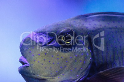 Bignose unicornfish known as Naso vlamingii