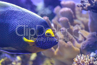 Blue faced angelfish Pomacanthus xanthometopon