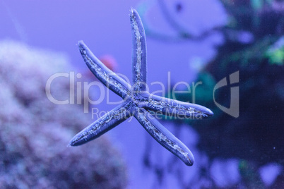 Blue starfish Linckia laevigata