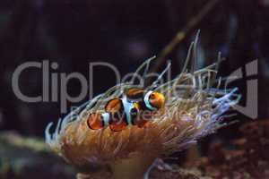 Clownfish, Amphiprioninae, in a marine fish