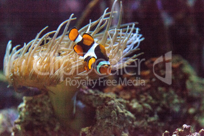 Clownfish, Amphiprioninae, in a marine fish