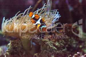 Clownfish, Amphiprioninae, in a marine fish