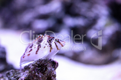 Falco hawkfish Cirrhitichthys falco