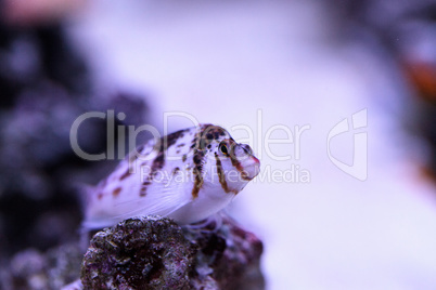 Falco hawkfish Cirrhitichthys falco