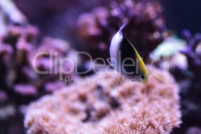 Fiji Yellow Head damsel Chrysiptera rollandi