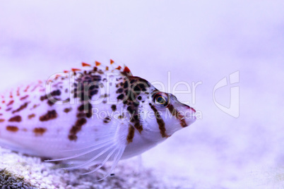 Falco hawkfish Cirrhitichthys falco