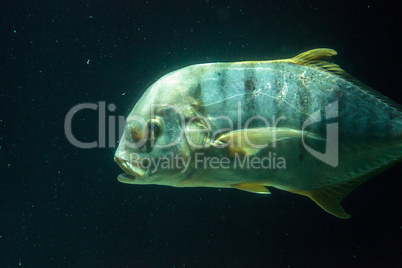 Golden Trevally fish Gnathanodon speciosus