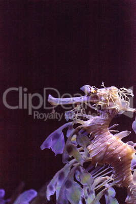 Leafy seadragon Phycodurus eques