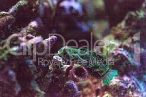 Picturesque Dragonet fish Synchiropus picturatus