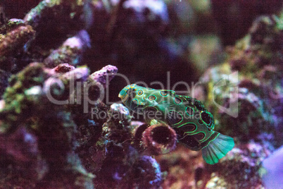 Picturesque Dragonet fish Synchiropus picturatus