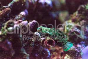 Picturesque Dragonet fish Synchiropus picturatus