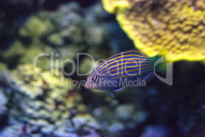 Pinstriped wrasse fish Halichoeres melanurus