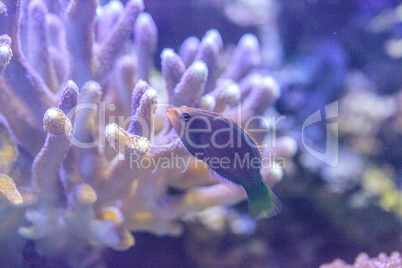 Pinstriped wrasse fish Halichoeres melanurus