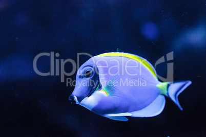 Powderblue tang fish Acanthurus leucosternon