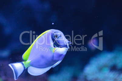 Powderblue tang fish Acanthurus leucosternon