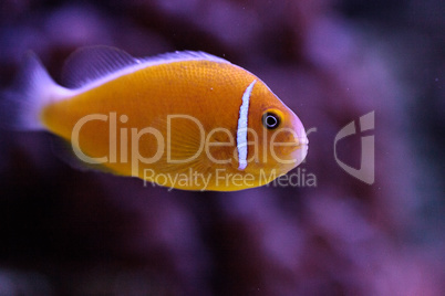 Orange skunk clownfish called Amphiprion perideraion