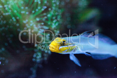 Sleeper Gold Head Goby fish Valenciennea strigata