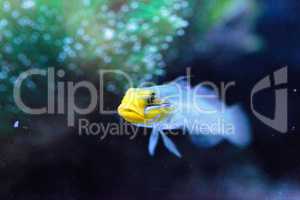 Sleeper Gold Head Goby fish Valenciennea strigata