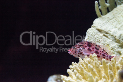 Spotted hawkfish Cirrhitichthys aprinus perches