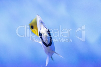 Threadfin butterflyfish known as Chaetodon auriga