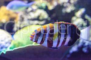 Harlequin tuskfish known as Choerodon fasciatus