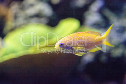 Yellow Lyretail Anthias fish known as Pseudanthias squamipinnis