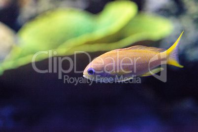 Yellow Lyretail Anthias fish known as Pseudanthias squamipinnis