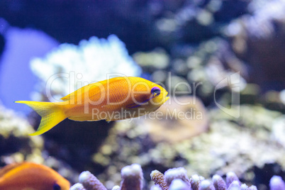 Yellow Lyretail Anthias fish known as Pseudanthias squamipinnis