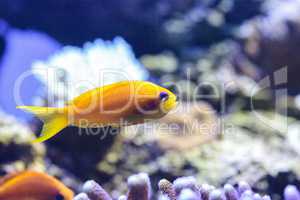 Yellow Lyretail Anthias fish known as Pseudanthias squamipinnis