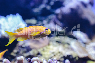 Yellow Lyretail Anthias fish known as Pseudanthias squamipinnis