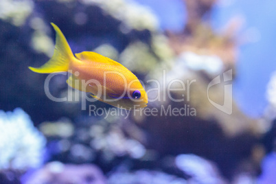 Yellow Lyretail Anthias fish known as Pseudanthias squamipinnis